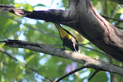 Cassiculus melanicterus