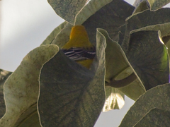 Icterus auratus
