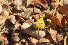 Xyleus discoideus