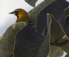 Icterus auratus