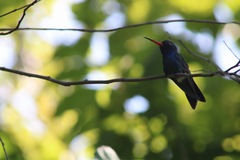 Cynanthus doubledayi