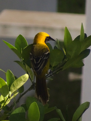 Icterus auratus