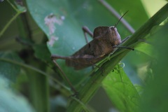 Xyleus discoideus