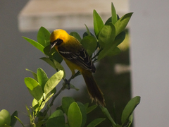 Icterus auratus