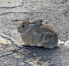 Sylvilagus nuttallii