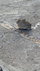 Sylvilagus nuttallii