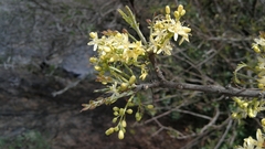 Ptaeroxylon obliquum