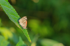 Diaethria candrena