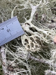 Ramalina subleptocarpha