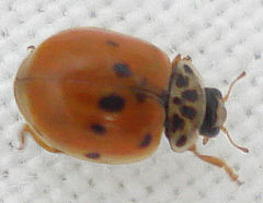 Adalia decempunctata