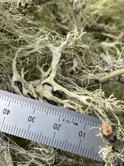 Ramalina subleptocarpha