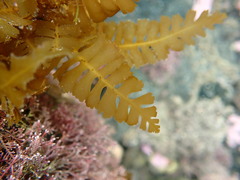 Sargassum horneri