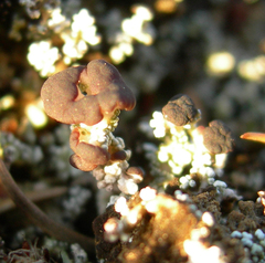 Cladonia cariosa