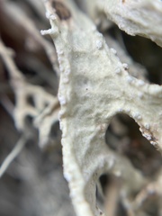 Ramalina subleptocarpha