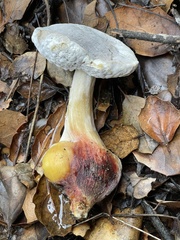 Hypomyces microspermus