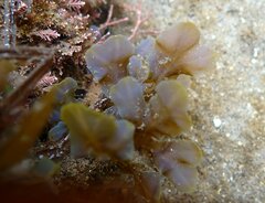 Dictyopteris undulata