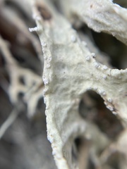 Ramalina subleptocarpha