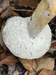 Hypomyces microspermus