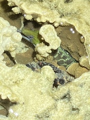 Gymnothorax undulatus