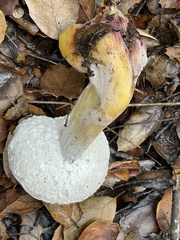 Hypomyces microspermus