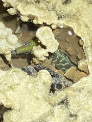 Gymnothorax undulatus