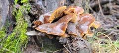 Marasmiineae