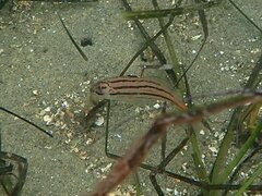 Cheilotrema saturnum