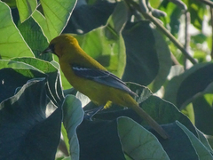 Icterus auratus