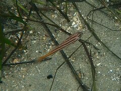 Cheilotrema saturnum