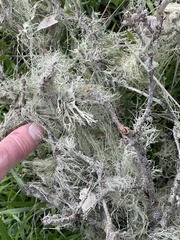 Ramalina subleptocarpha