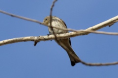Setophaga coronata