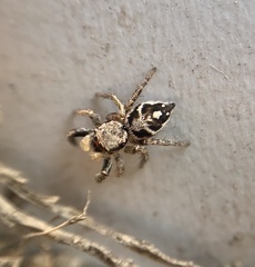 Habronattus coecatus
