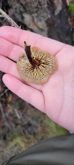 Marasmiineae