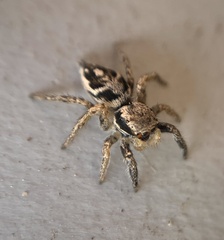 Habronattus coecatus