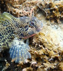 Hypsoblennius gentilis