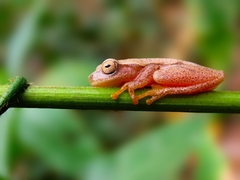 Dendropsophus microcephalus