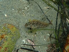 Hypsoblennius gentilis