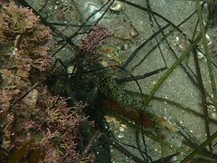 Hypsoblennius gentilis