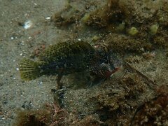 Hypsoblennius gentilis