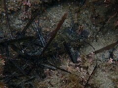 Hypsoblennius gentilis