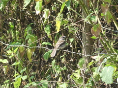 Myiophobus crypterythrus