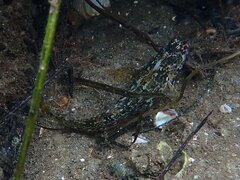 Hypsoblennius gentilis