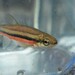 Northern Redbelly Dace - Photo (c) Riley Walsh, some rights reserved (CC BY-NC), uploaded by Riley Walsh