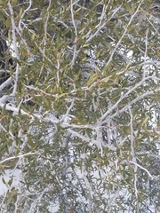 Cercocarpus ledifolius