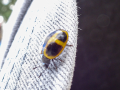 Aegithus quadrinotatus