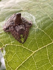 Dolophones turrigera