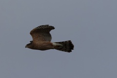 Accipiter cooperii