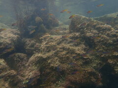 Chromis punctipinnis