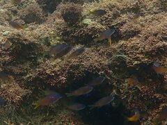 Chromis punctipinnis