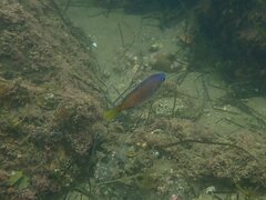Chromis punctipinnis